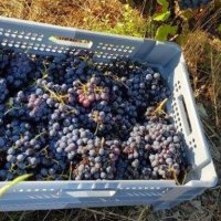 panier contenant des grappes de raisins vendangées au Domaine Cirrus à Durban-Corbières