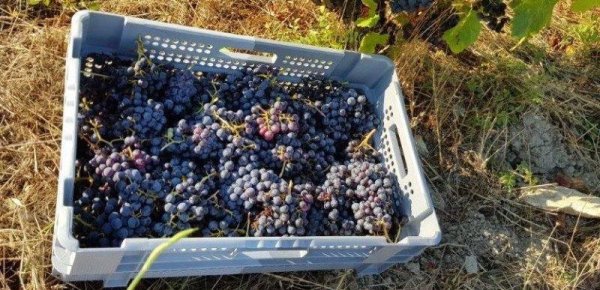 panier contenant des grappes de raisins vendangées au Domaine Cirrus à Durban-Corbières
