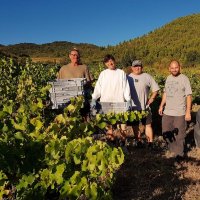 Domaine Cirrus, septembre 2019 - première vendange de rosé
