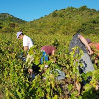 Vendanges de rosé, début septembre, Domaine Cirrus