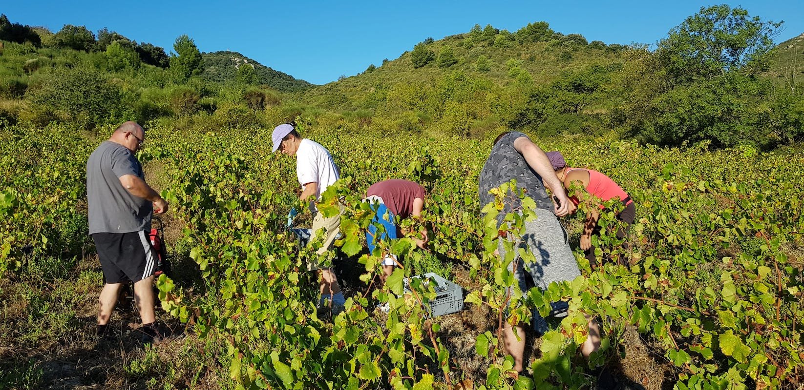 Vendanges de rosé, début septembre, Domaine Cirrus