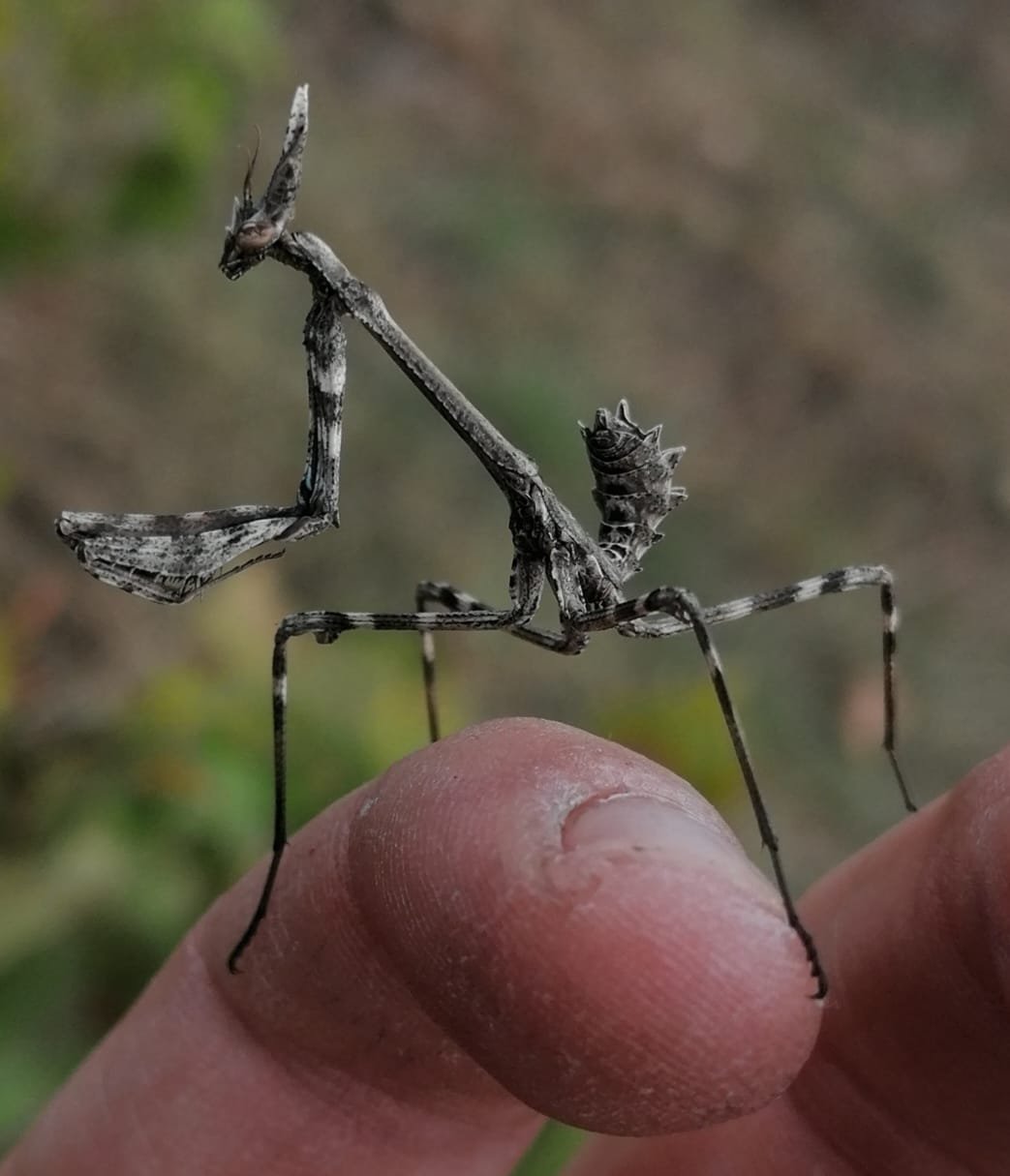 Un diablotin, de la famille des mantes religieuses, sur le Domaine Cirrus