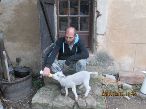 Paul Rapacz nourrissant l'agneau 