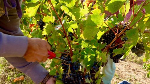 Domaine Cirrus - grappe de raisin sur le point d'être vendangée - automne 2023
