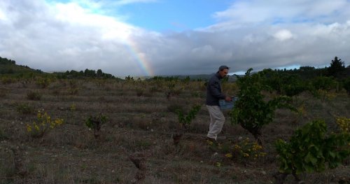 vendanges 2019 : arc en ciel sur les Corbières