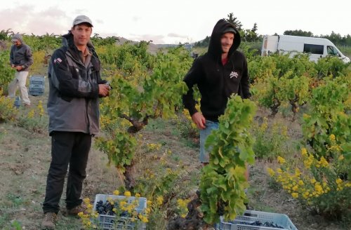 Domaine Cirrus - vendanges 2019, sur le terrain © Copyright David Poitevin