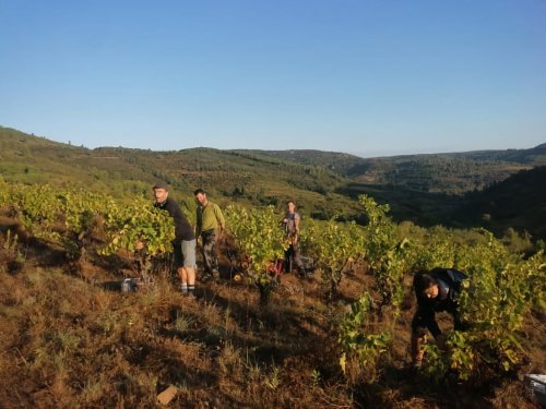 Vendanges de rouge