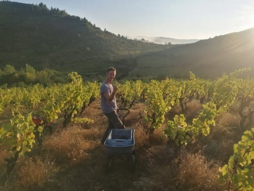 Paysage de Corbières, vendanges 2020