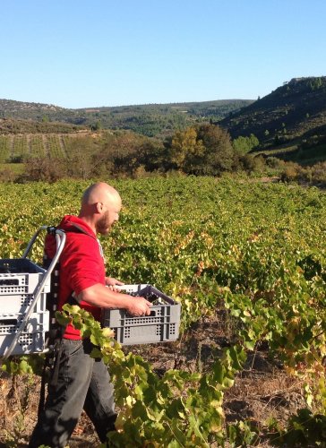 Domaine Cirrus - vendanges 2021