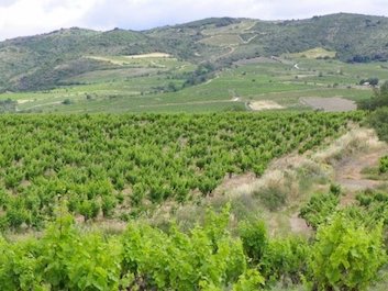 Paysage des Corbières