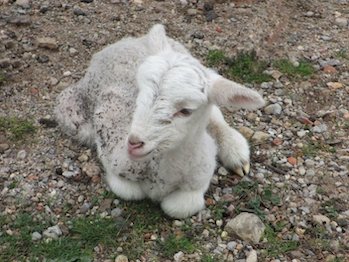 Cirrus, l'agneau orphelin