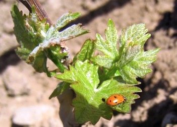 Coccinelle sur une feuille de vigne