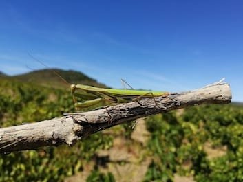 mante religieuse et vigne bio des Corbières