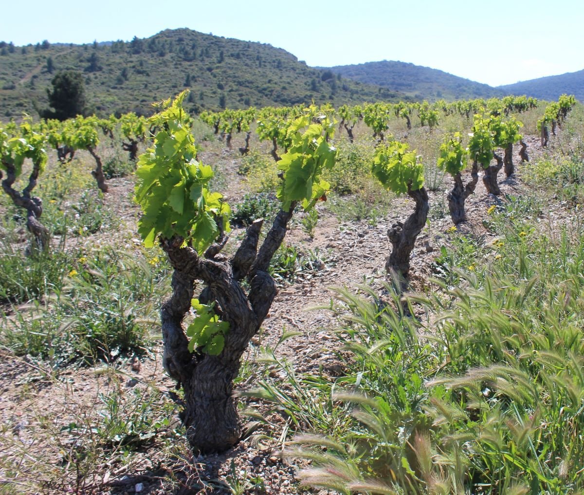 Vigne des Corbières à l'automne, taille en gobelet