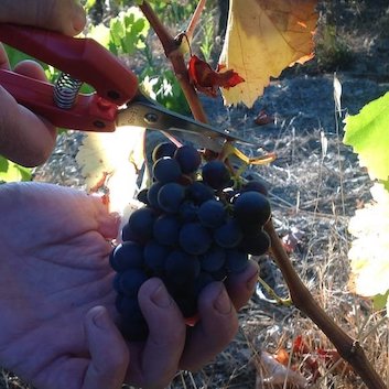 vendanges 2017, coupe de la grappe