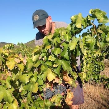 Vendanges 2017, Paul Rapacz