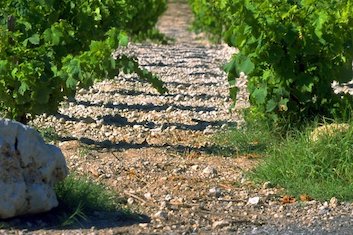pieds de vigne plantés dans un sol schisteux des Corbières