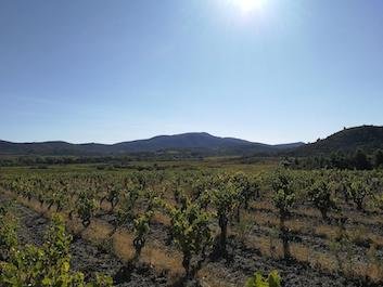 vignoble des Corbières