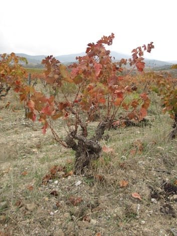 Vigne des Corbières à l'automne, taille en gobelet